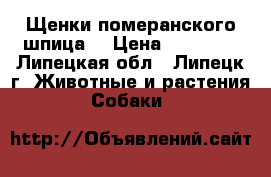 Щенки померанского шпица. › Цена ­ 25 000 - Липецкая обл., Липецк г. Животные и растения » Собаки   